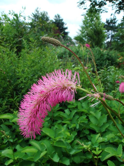 Sanguisorba obtusa fleur